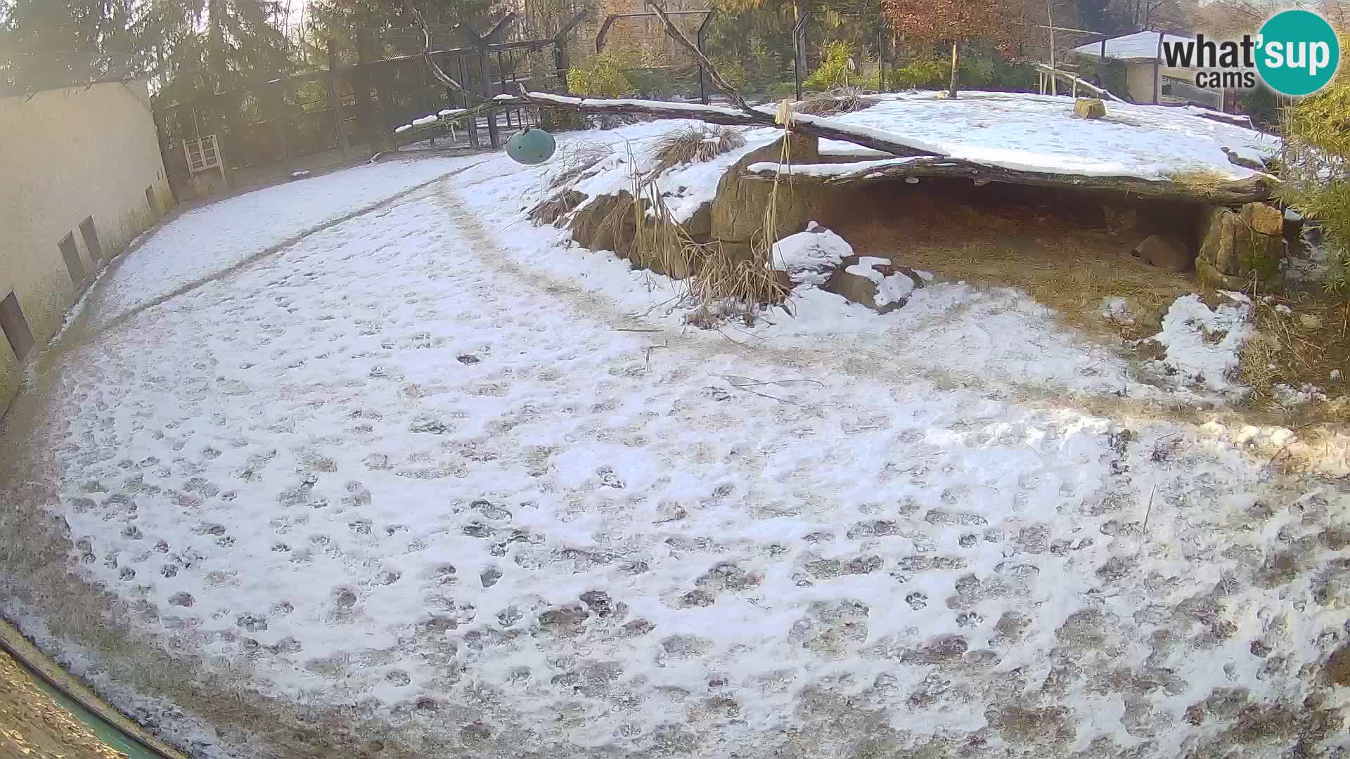 LEVI spletna kamera v živalskem vrtu Ljubljana Zoo