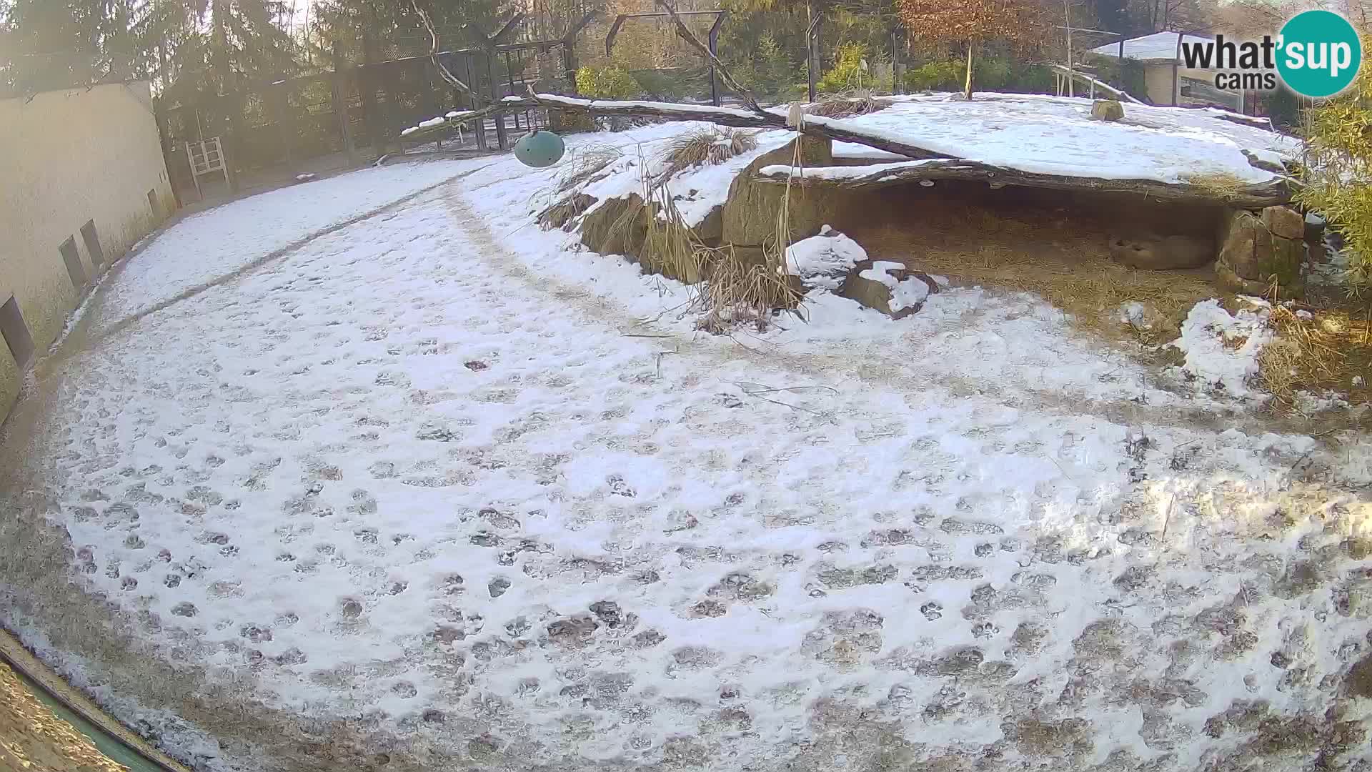 Löwe live Webcam im Zoo von Ljubljana – Slowenien