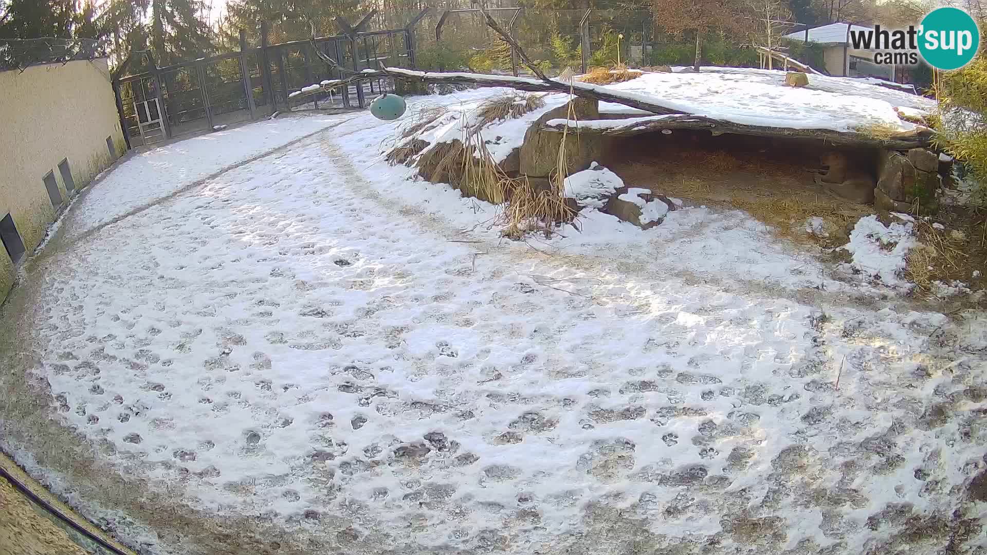 Löwe live Webcam im Zoo von Ljubljana – Slowenien