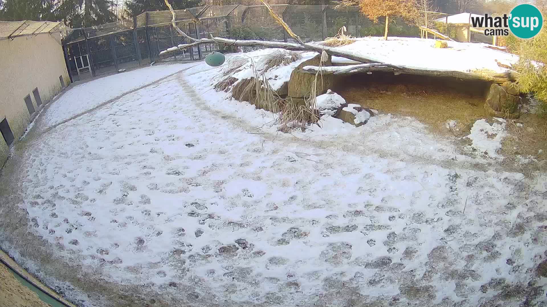 LION webcam en direct du zoo de Ljubljana – Slovénie