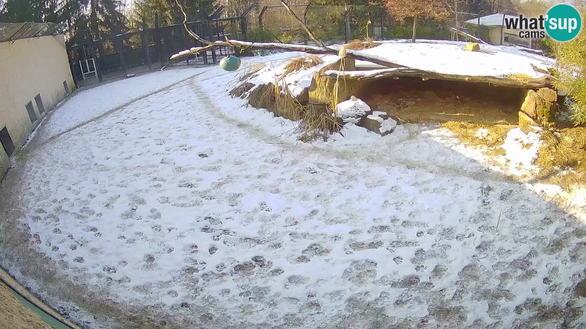 LION live Webcam in Ljubljana Zoo – Slovenia