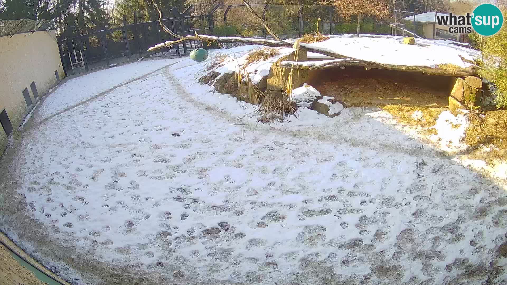 LION live Webcam in Ljubljana Zoo – Slovenia