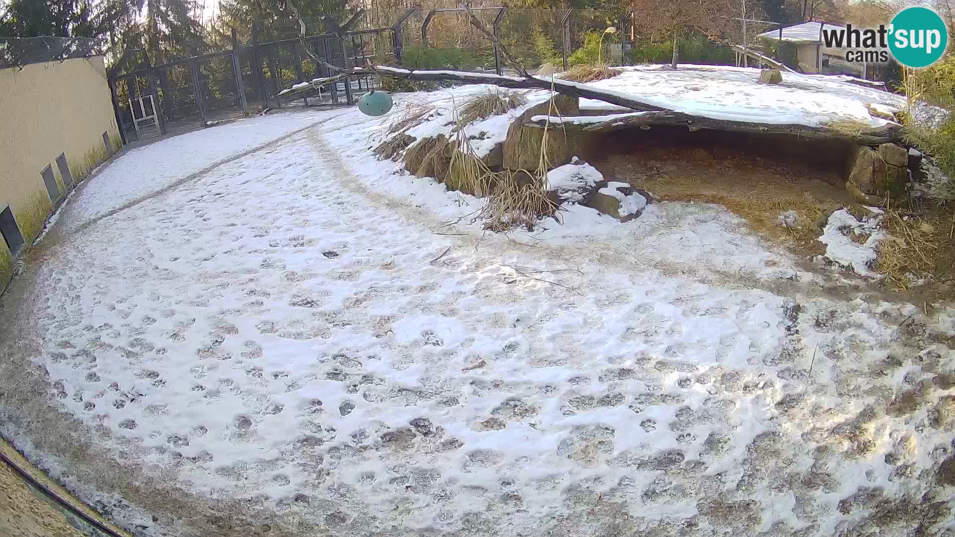 LION live Webcam in Ljubljana Zoo – Slovenia