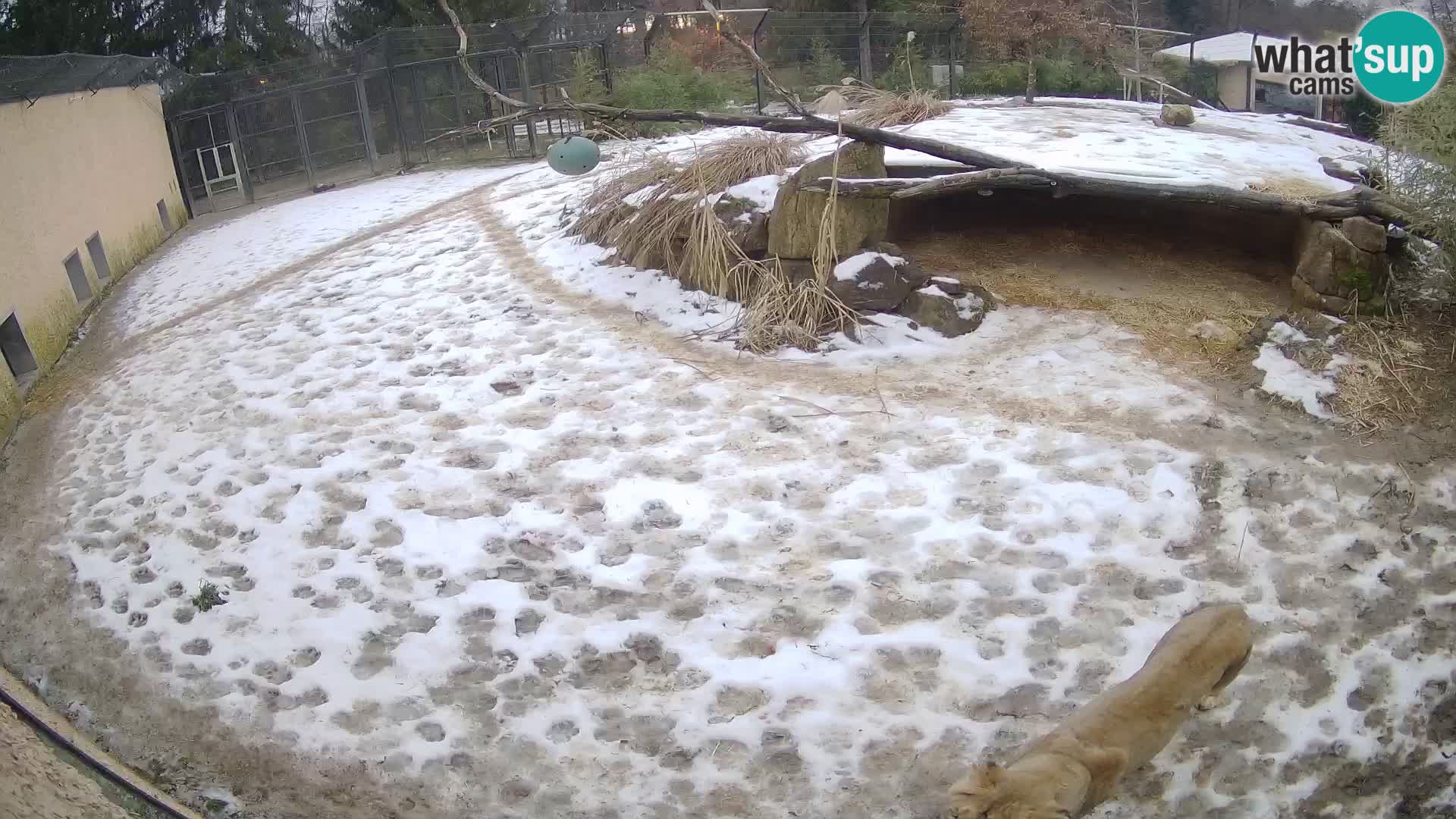 Löwe live Webcam im Zoo von Ljubljana – Slowenien