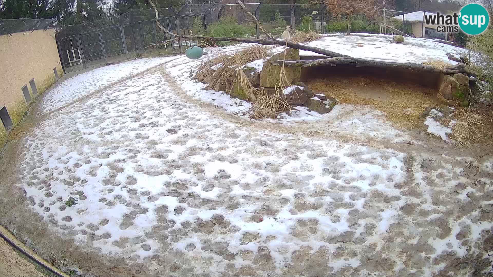 Löwe live Webcam im Zoo von Ljubljana – Slowenien