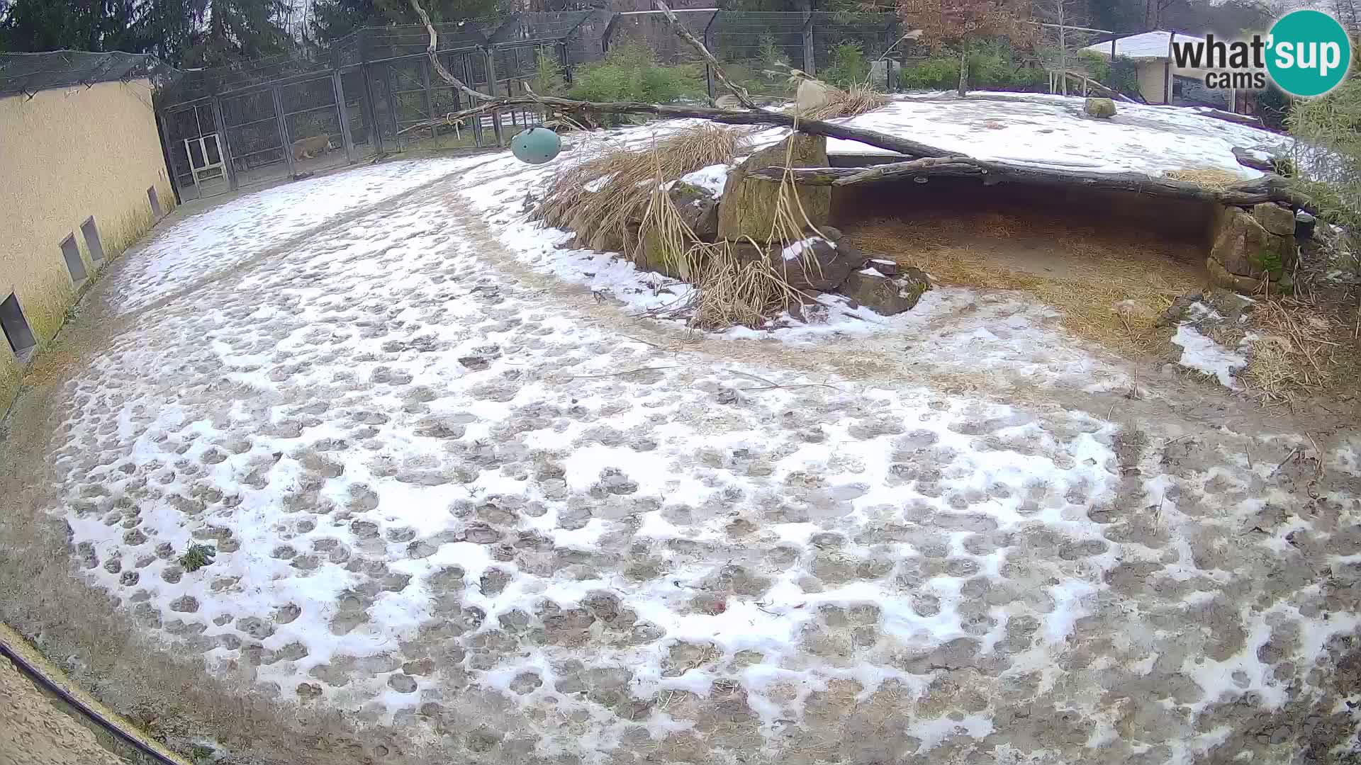 LION webcam en direct du zoo de Ljubljana – Slovénie