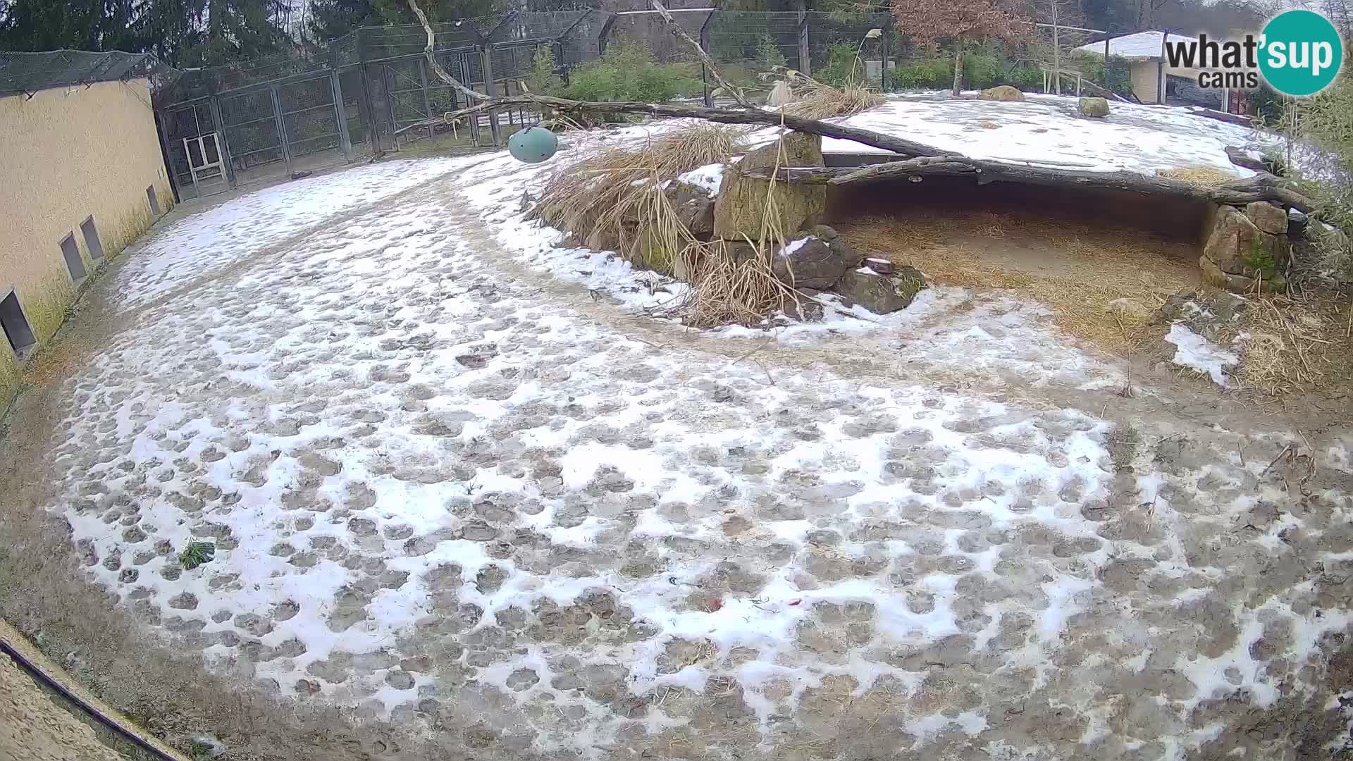 LION live Webcam in Ljubljana Zoo – Slovenia