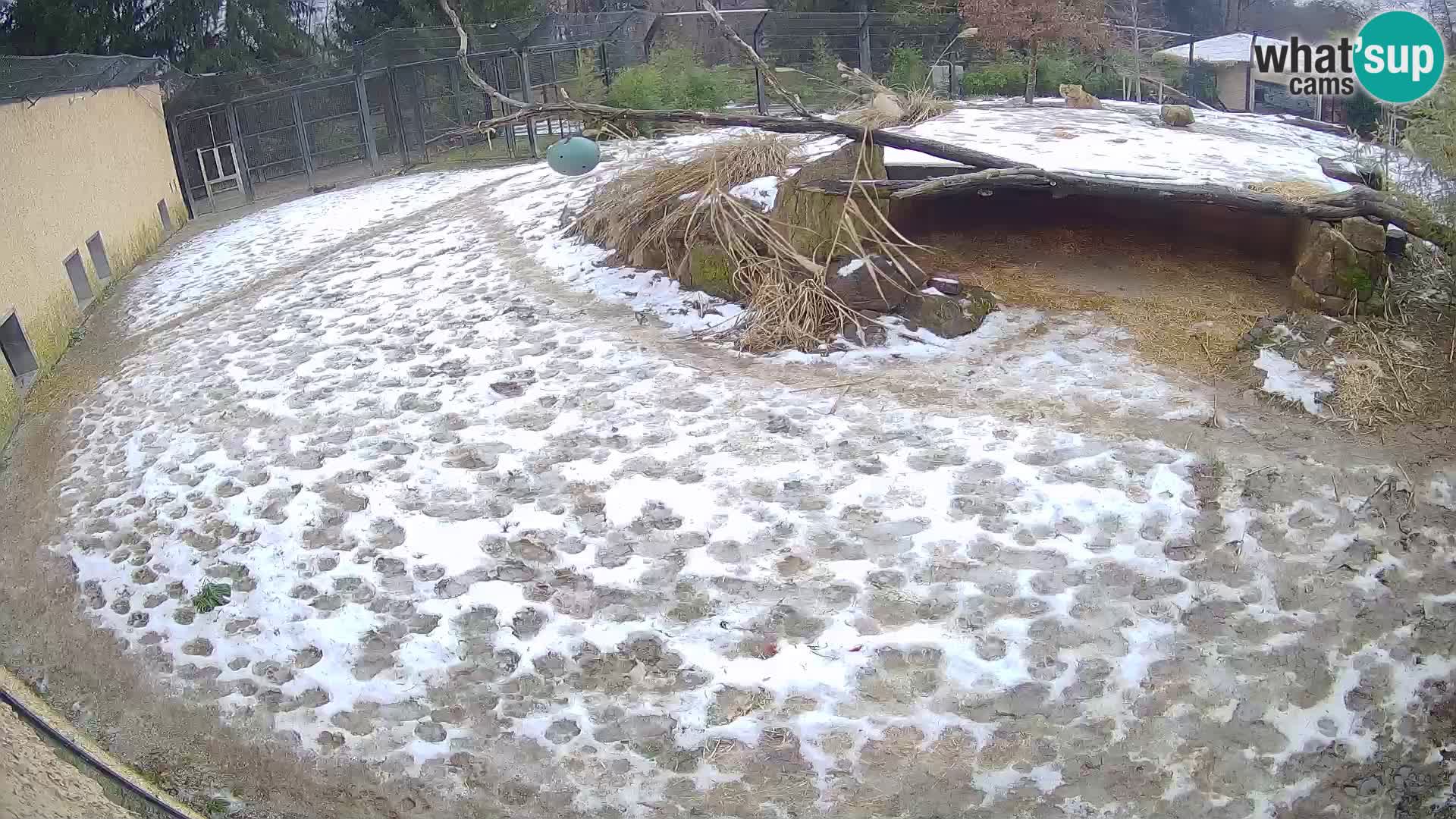 Löwe live Webcam im Zoo von Ljubljana – Slowenien