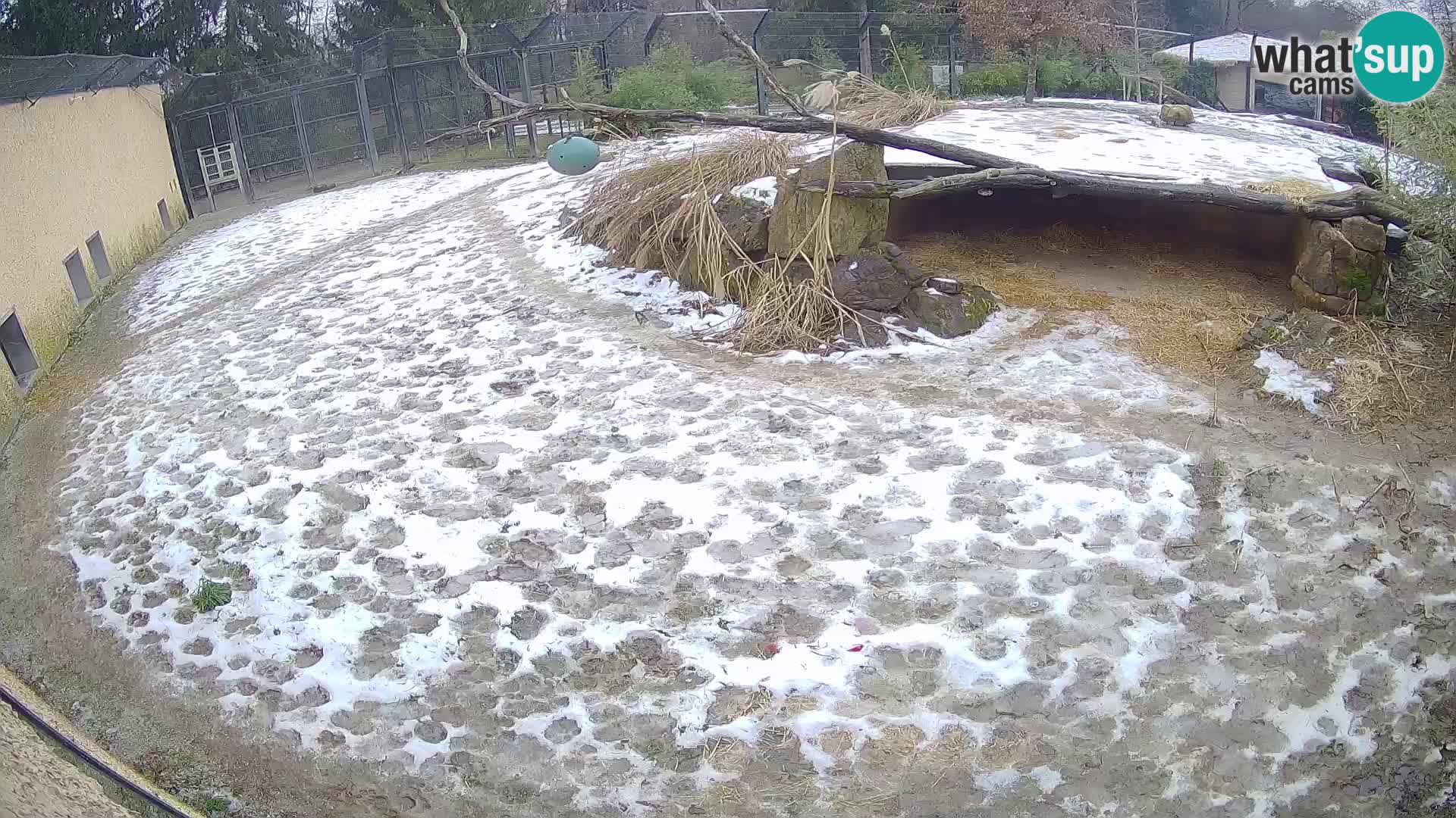 Löwe live Webcam im Zoo von Ljubljana – Slowenien