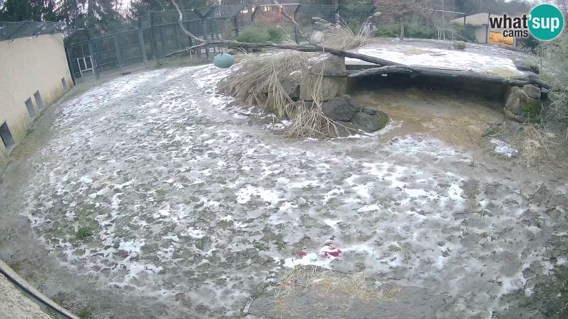 LION live Webcam in Ljubljana Zoo – Slovenia