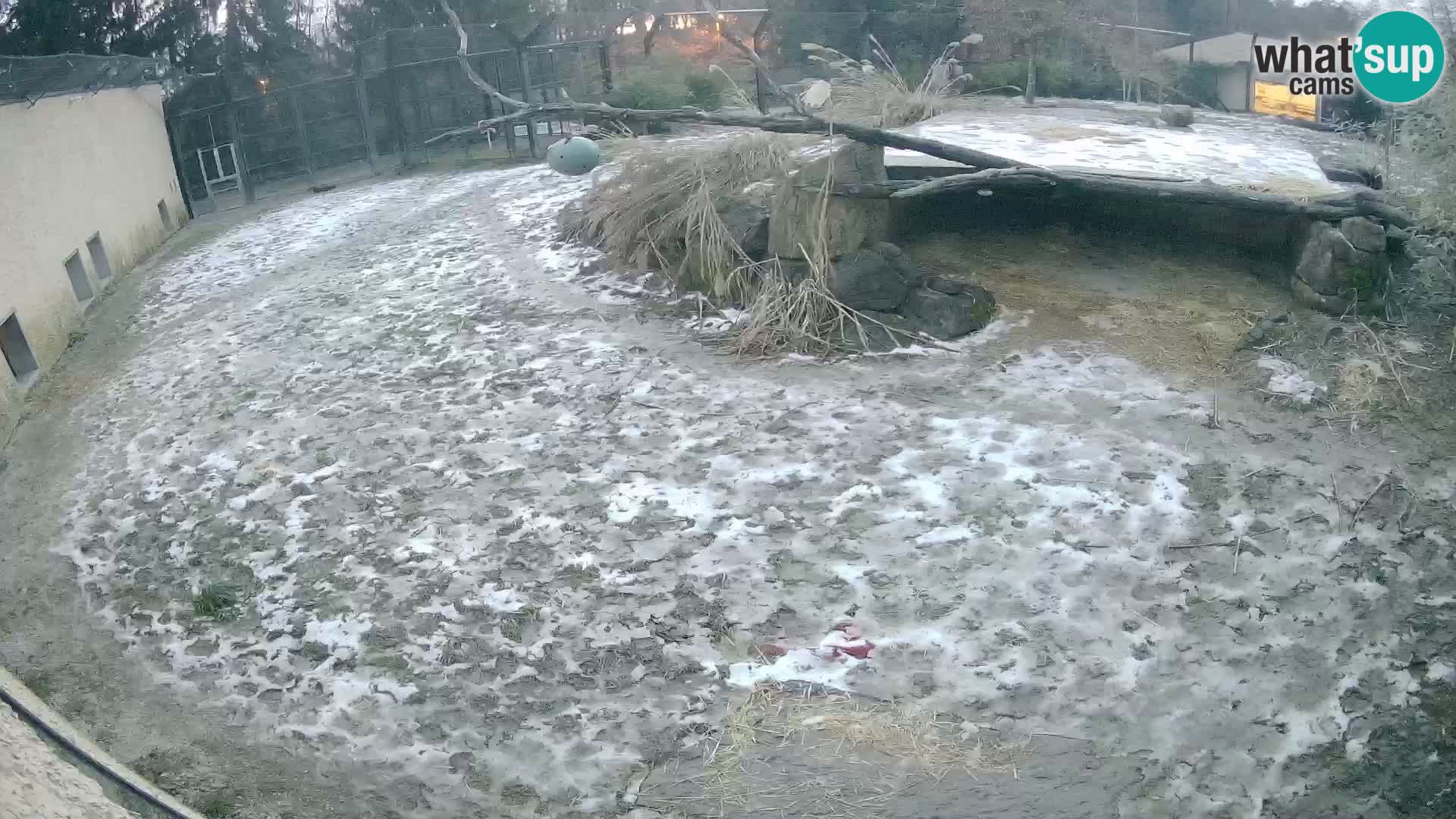 Löwe live Webcam im Zoo von Ljubljana – Slowenien