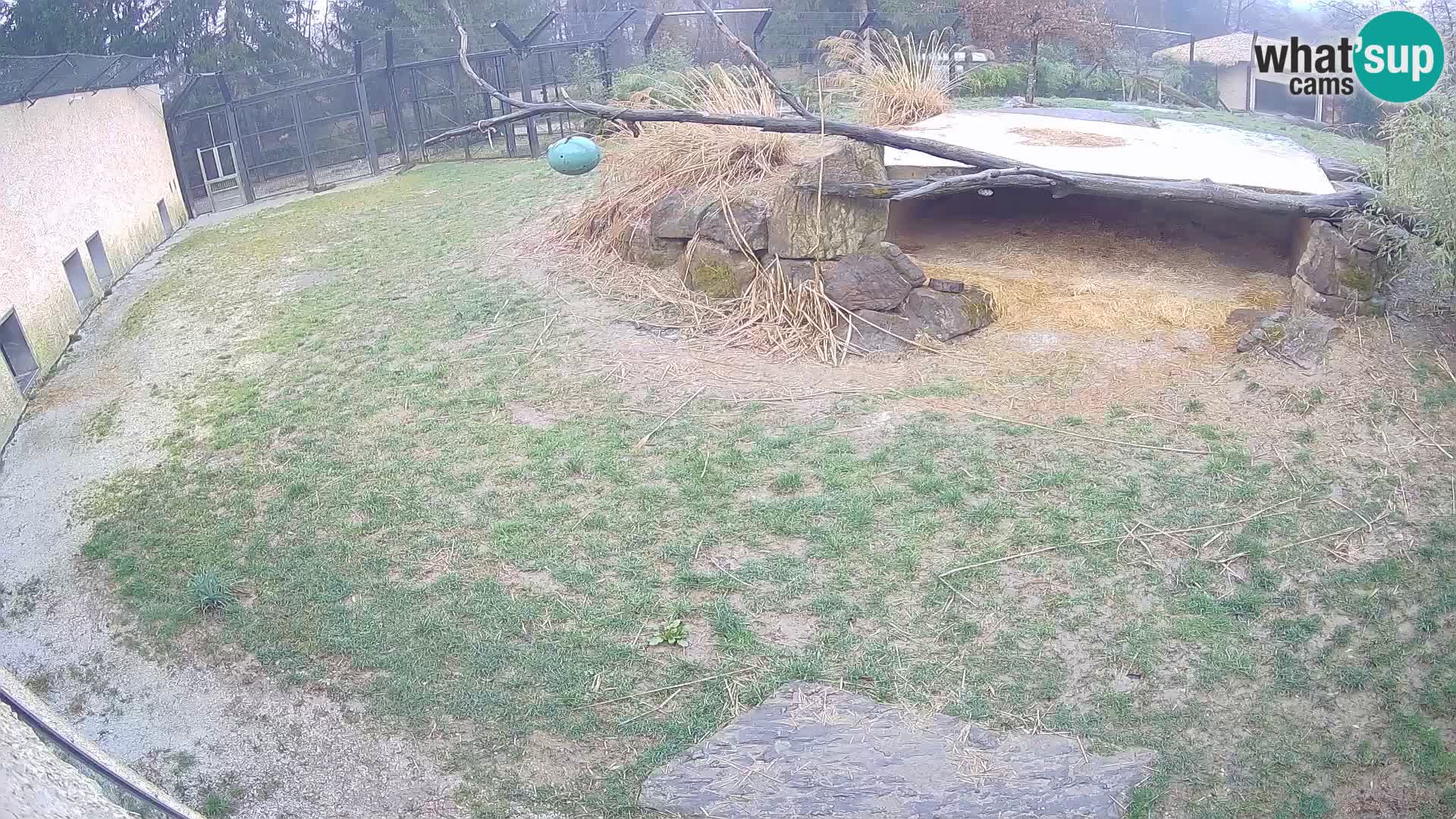 LION webcam en direct du zoo de Ljubljana – Slovénie