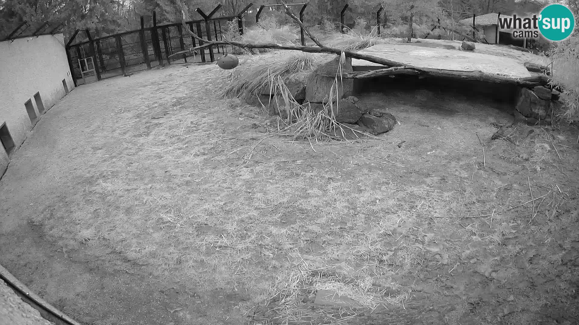 LION live Webcam in Ljubljana Zoo – Slovenia