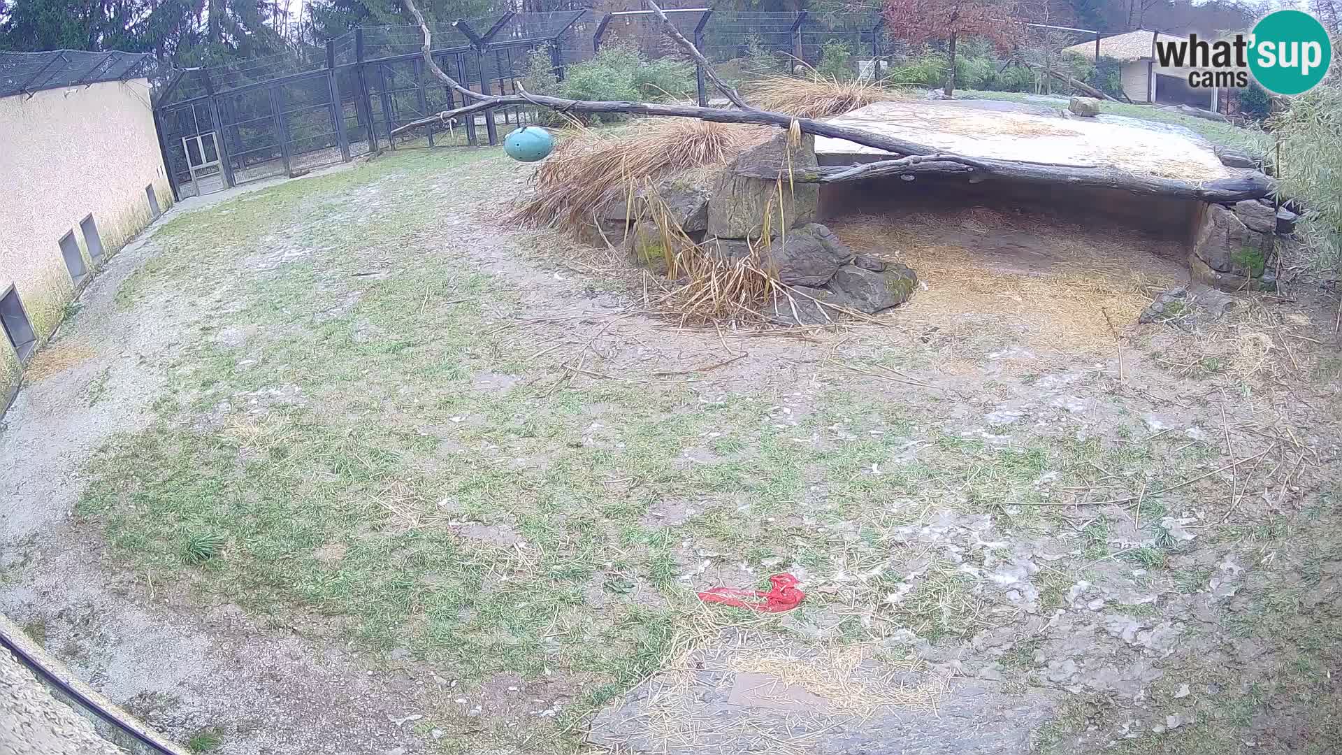 LION webcam en direct du zoo de Ljubljana – Slovénie