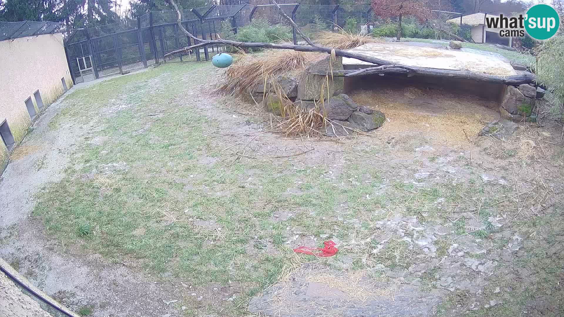 LION live Webcam in Ljubljana Zoo – Slovenia