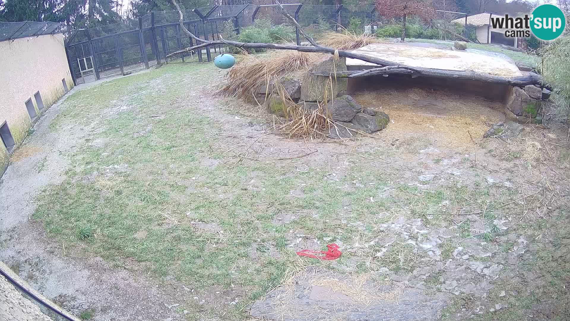 LEONE live Webcam nello zoo di Lubiana – Slovenia