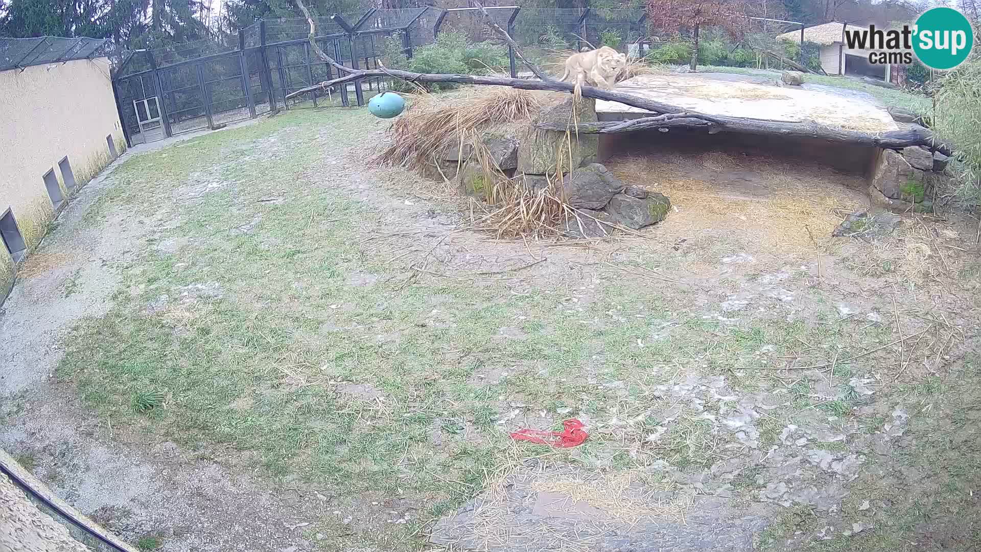 LEONE live Webcam nello zoo di Lubiana – Slovenia