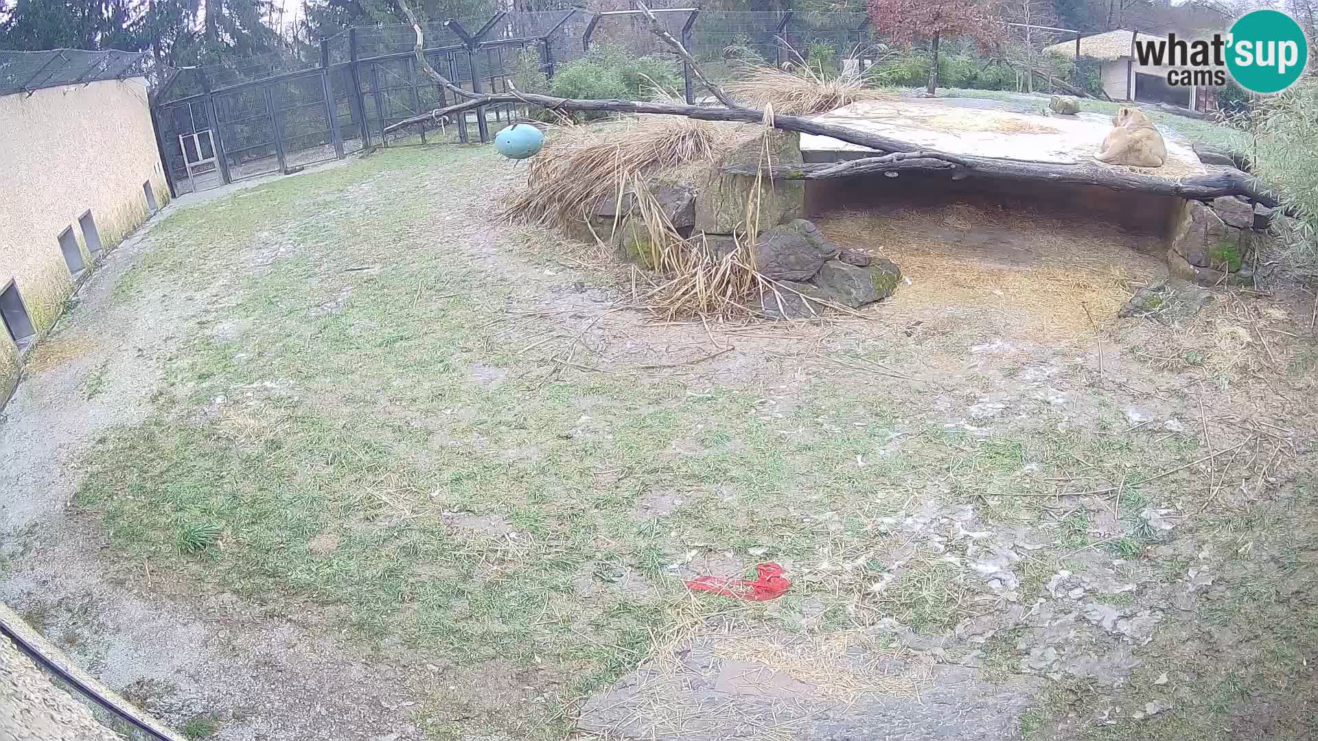 LION webcam en direct du zoo de Ljubljana – Slovénie