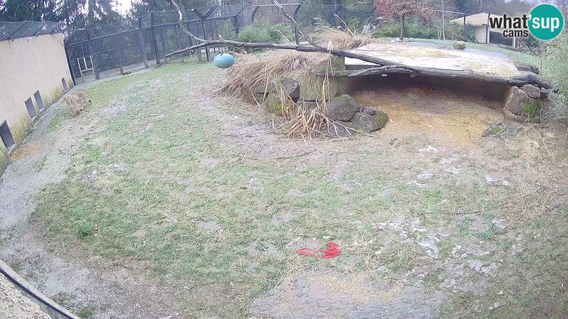 LION webcam en direct du zoo de Ljubljana – Slovénie