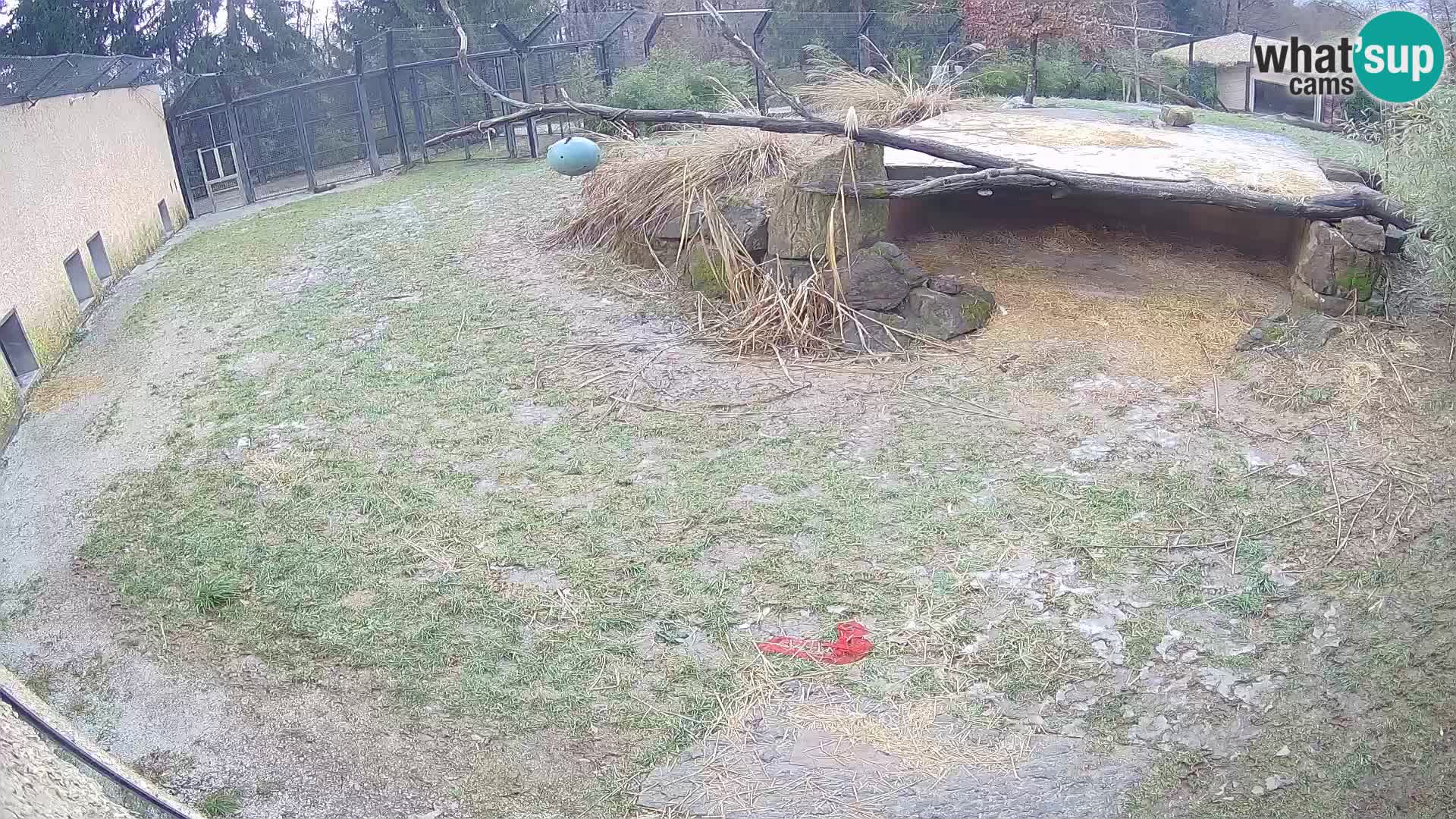 LEON Webcam en vivo en Ljubljana Zoo – Eslovenia