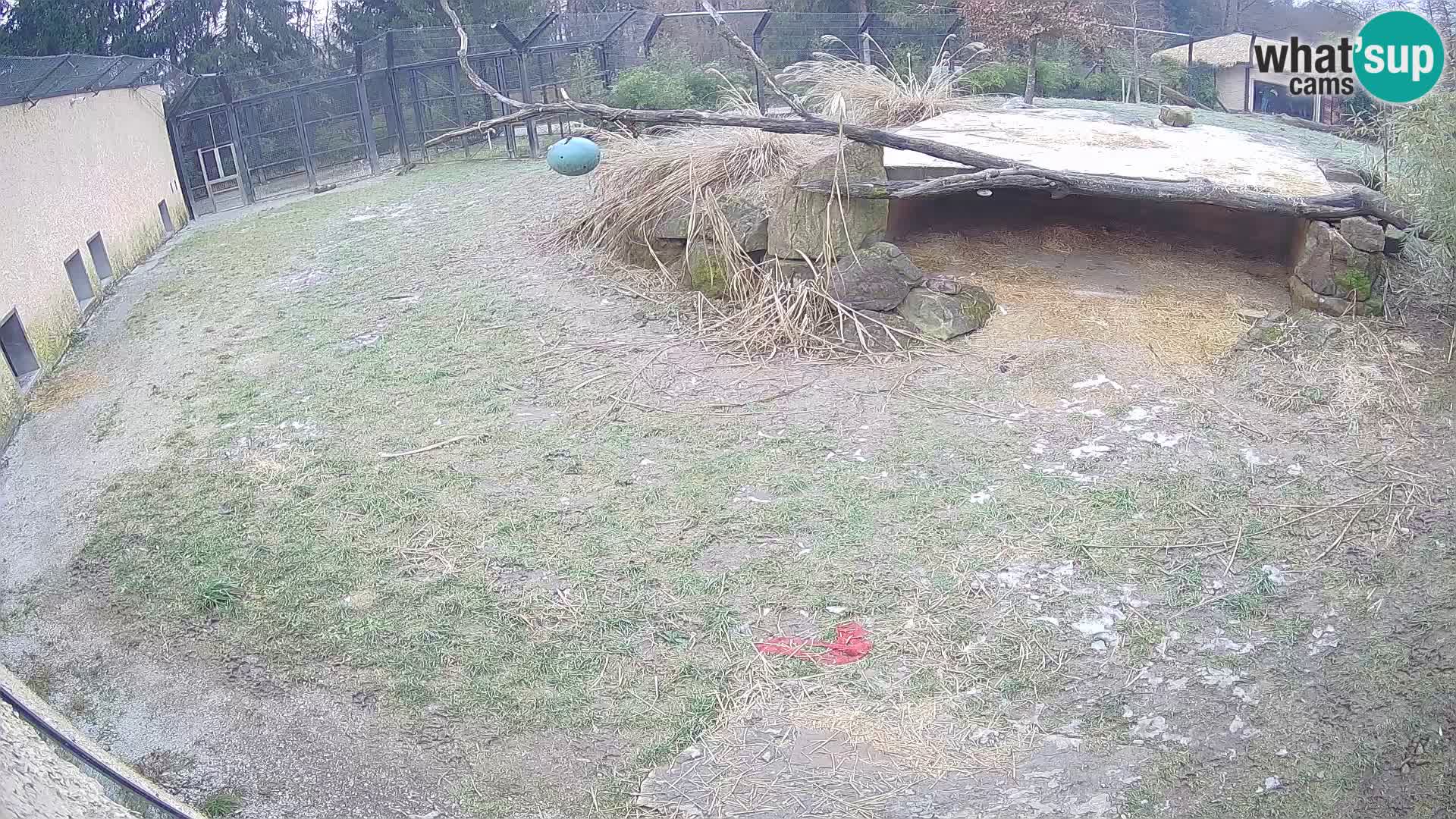 LION webcam en direct du zoo de Ljubljana – Slovénie