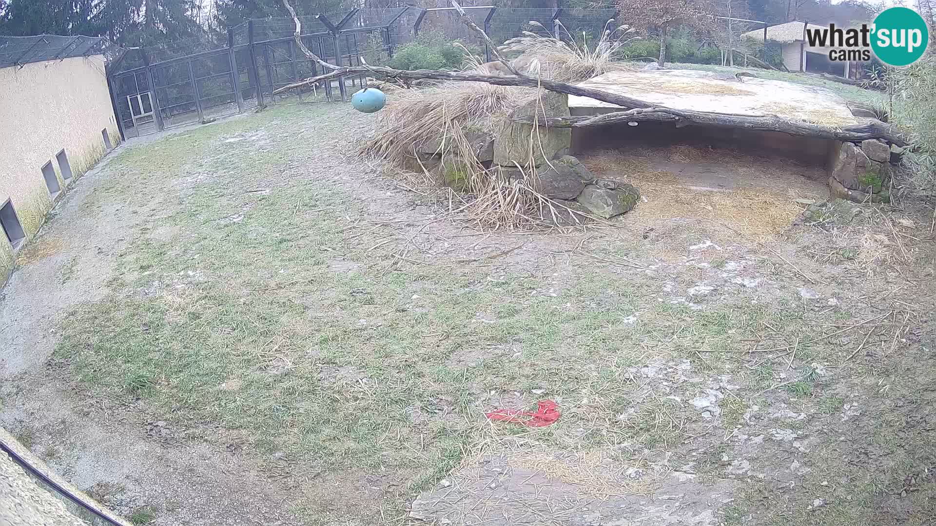 LION webcam en direct du zoo de Ljubljana – Slovénie