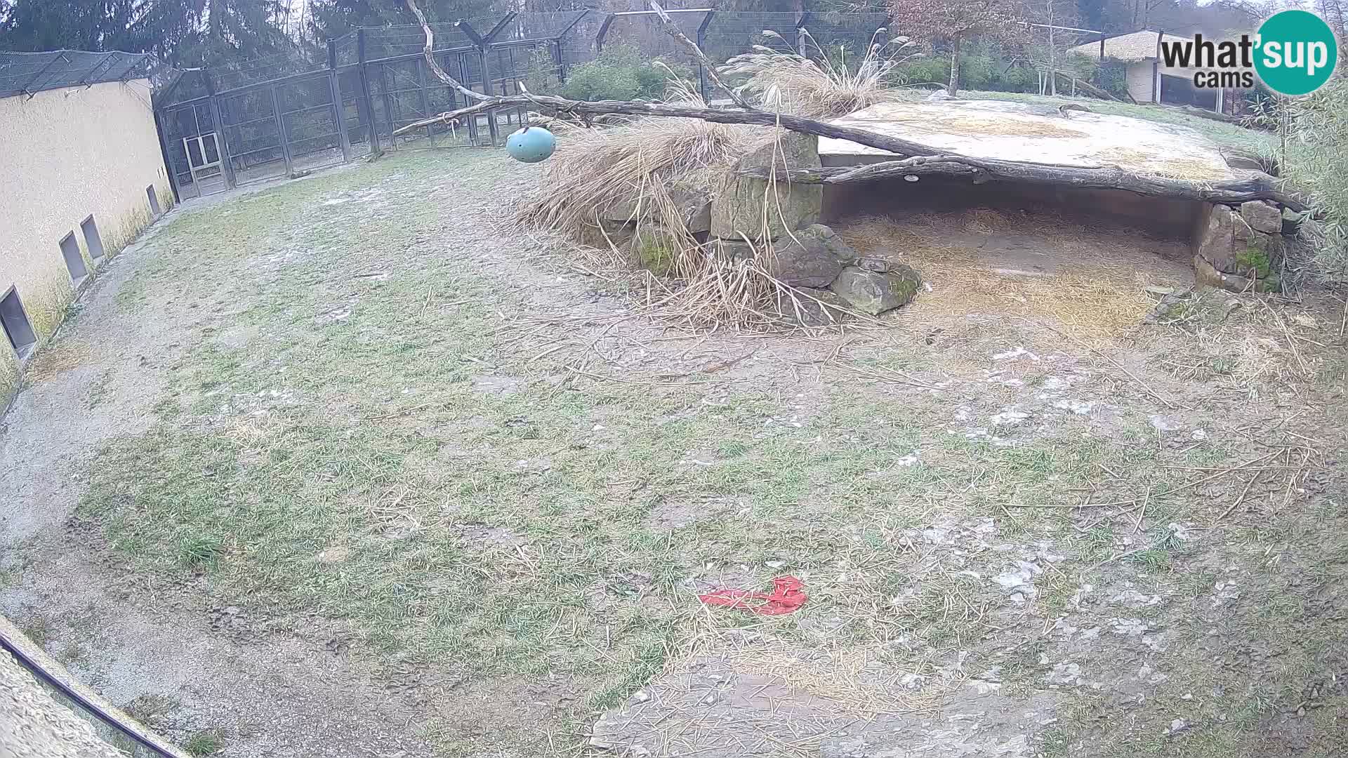 LION webcam en direct du zoo de Ljubljana – Slovénie