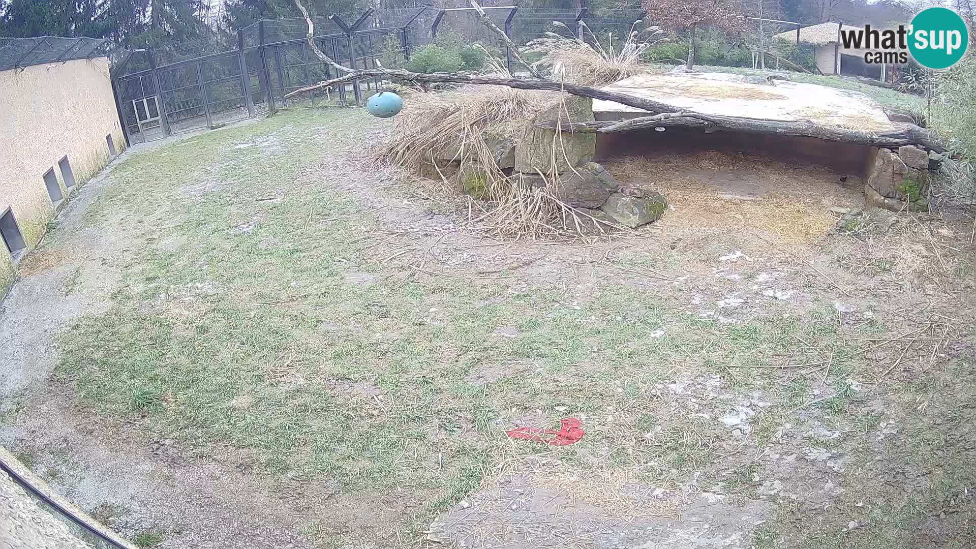 LION live Webcam in Ljubljana Zoo – Slovenia