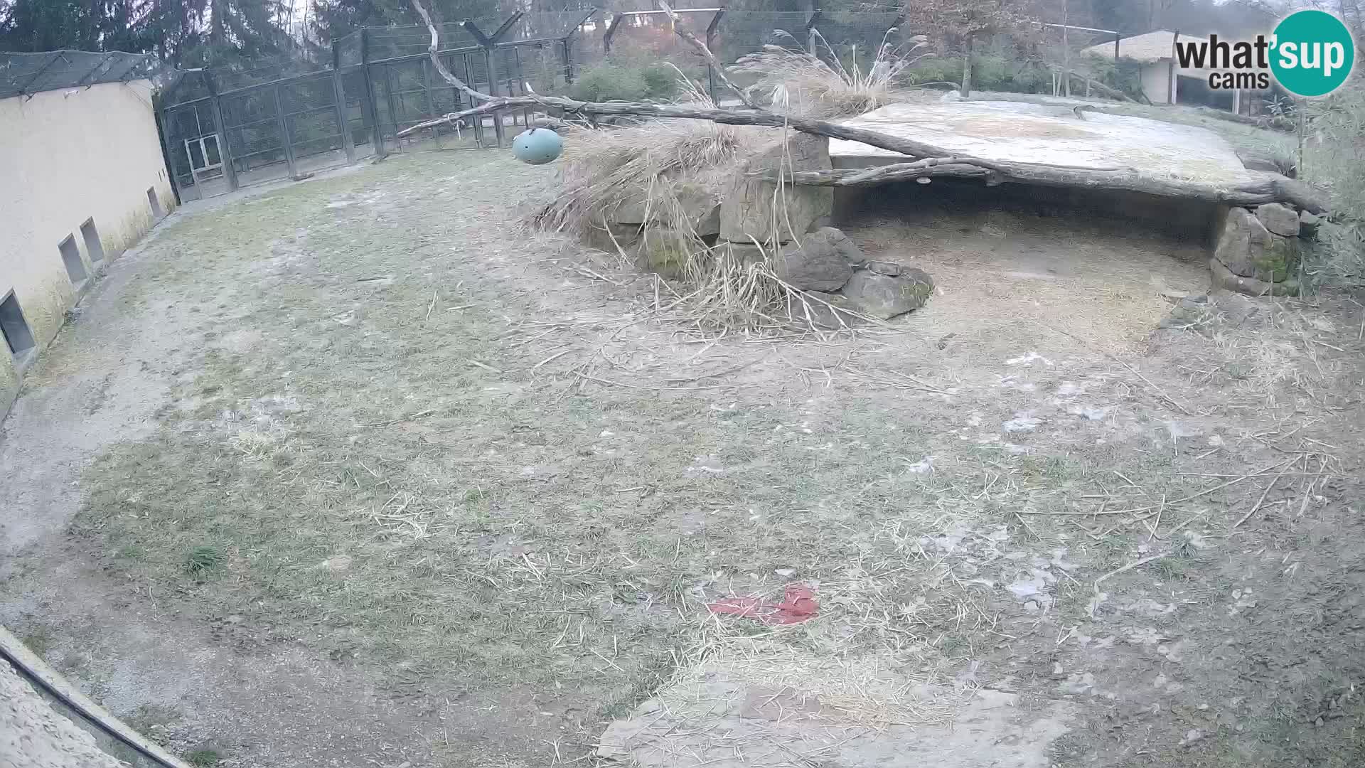 LEONE live Webcam nello zoo di Lubiana – Slovenia