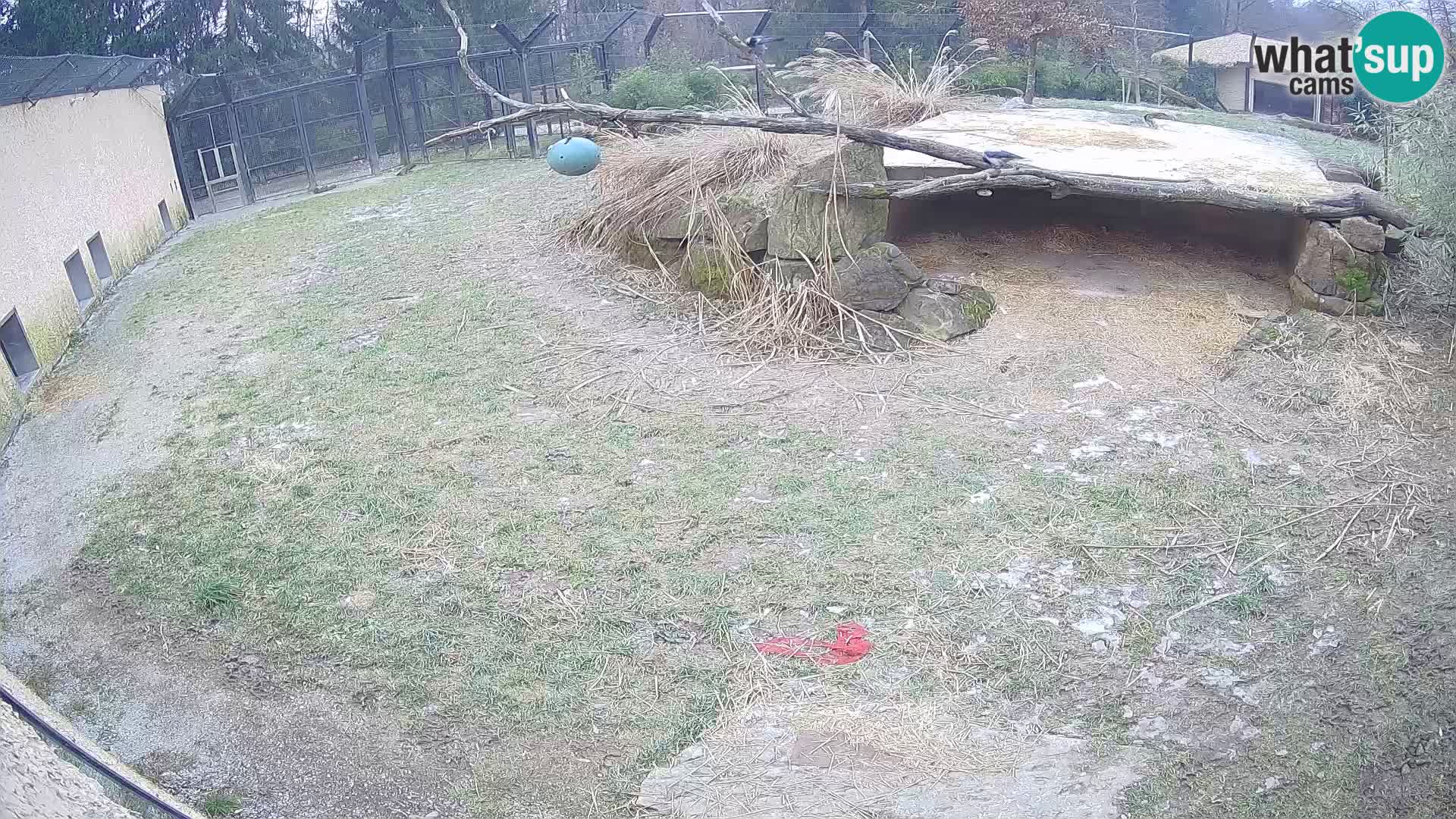 LION live Webcam in Ljubljana Zoo – Slovenia