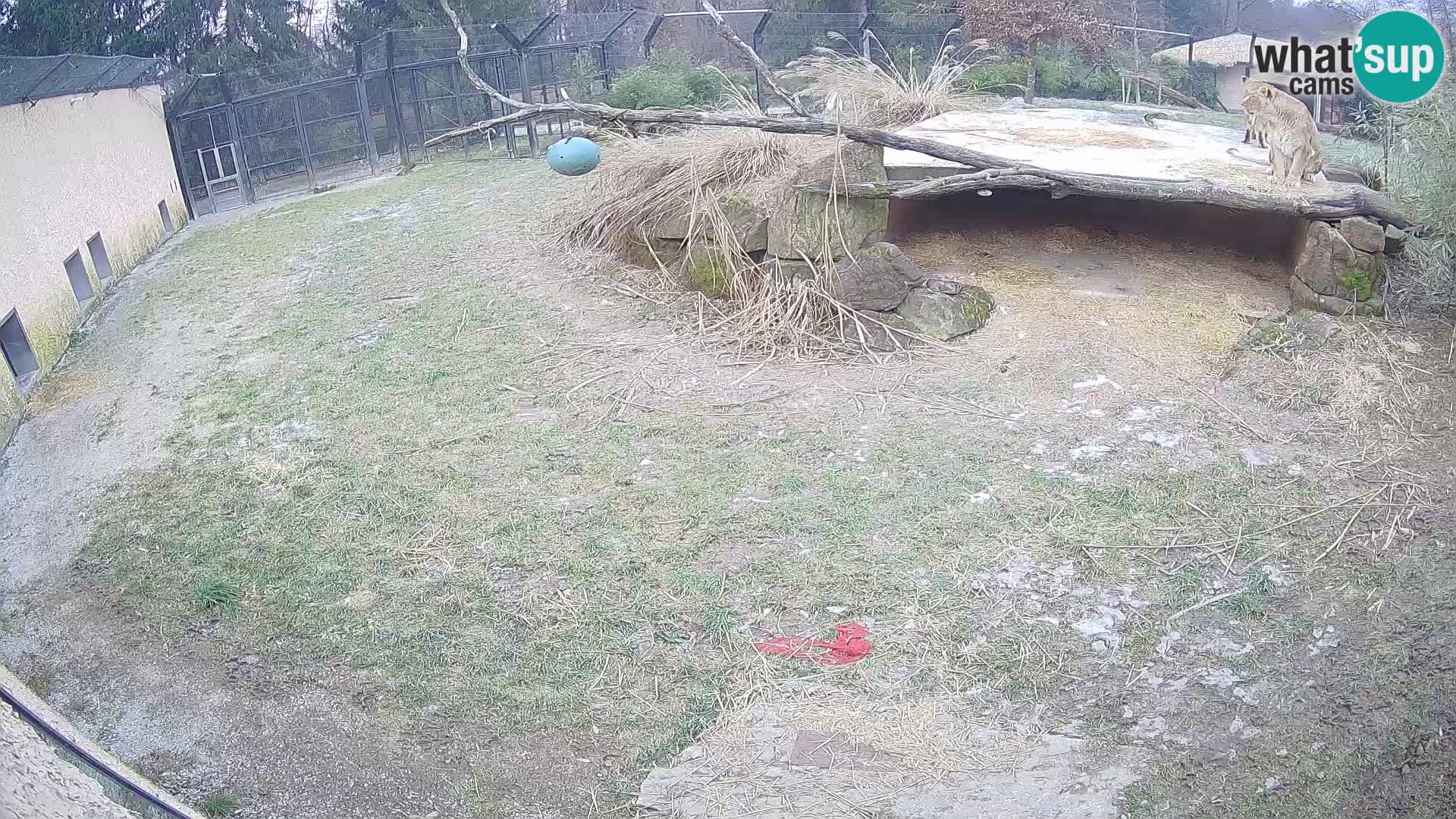 LION live Webcam in Ljubljana Zoo – Slovenia