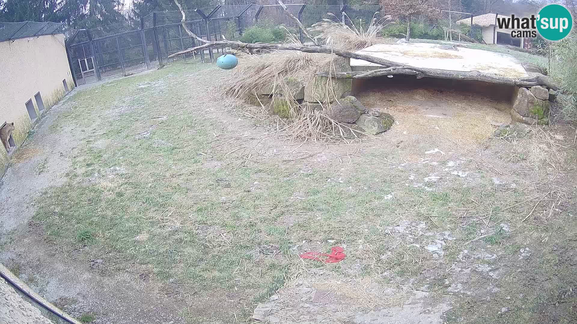 LEON Webcam en vivo en Ljubljana Zoo – Eslovenia