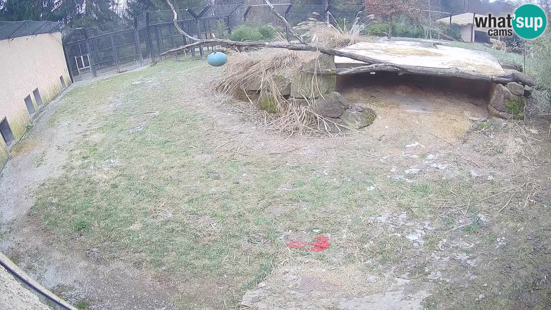 LION live Webcam in Ljubljana Zoo – Slovenia