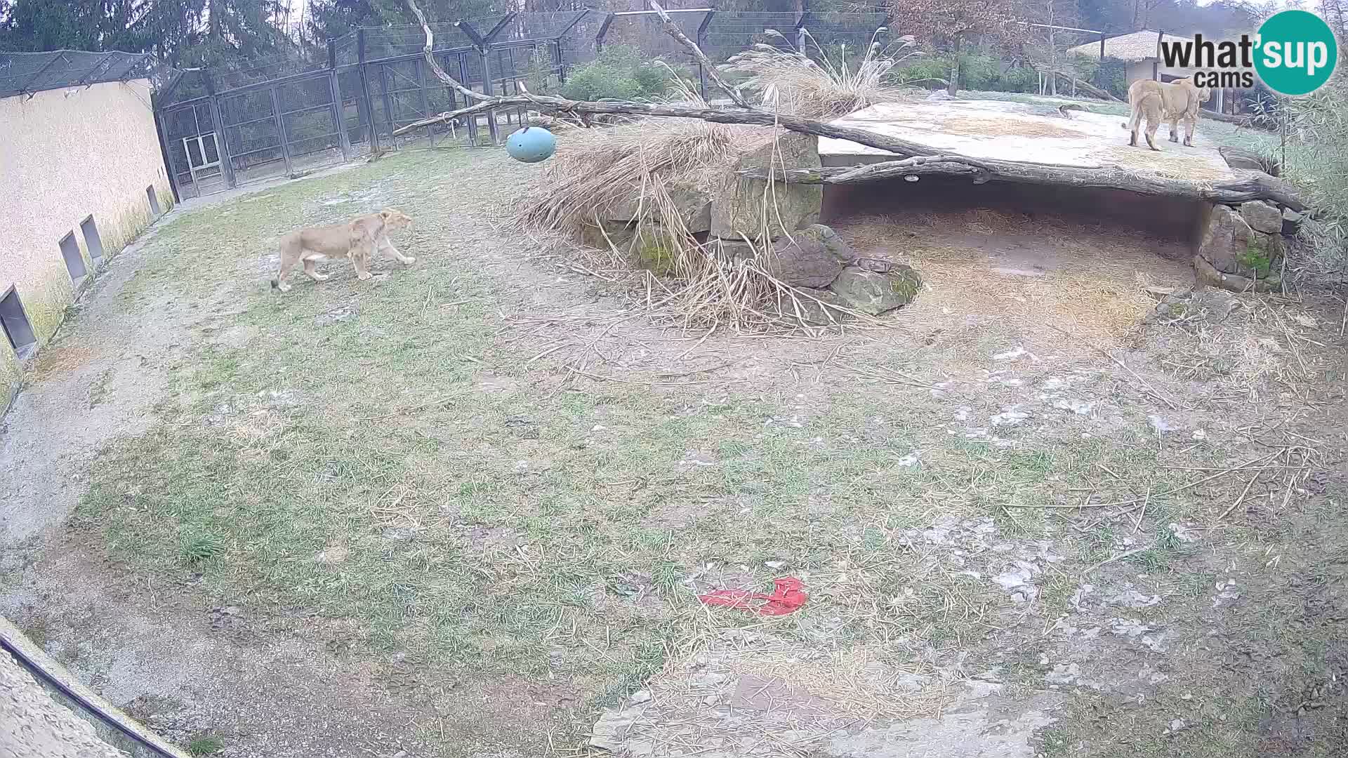 LION live Webcam in Ljubljana Zoo – Slovenia