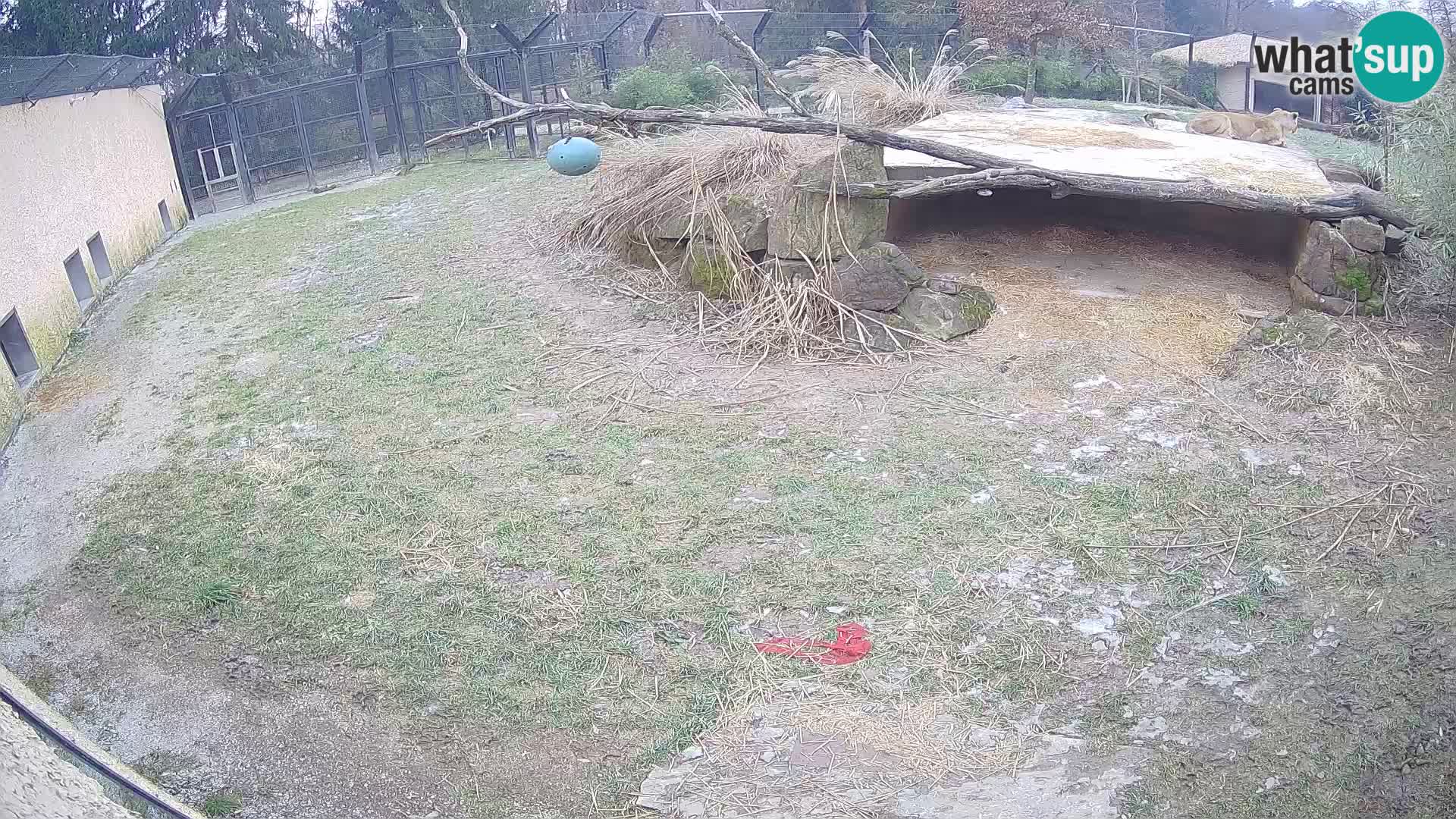 Löwe live Webcam im Zoo von Ljubljana – Slowenien