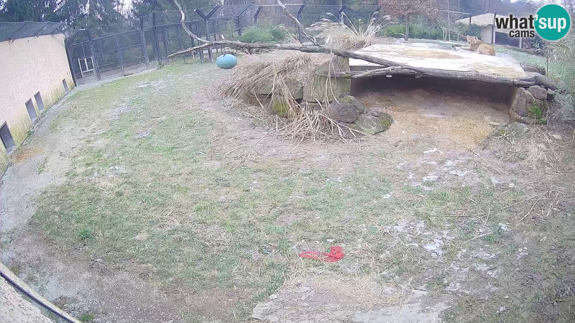 LEON Webcam en vivo en Ljubljana Zoo – Eslovenia