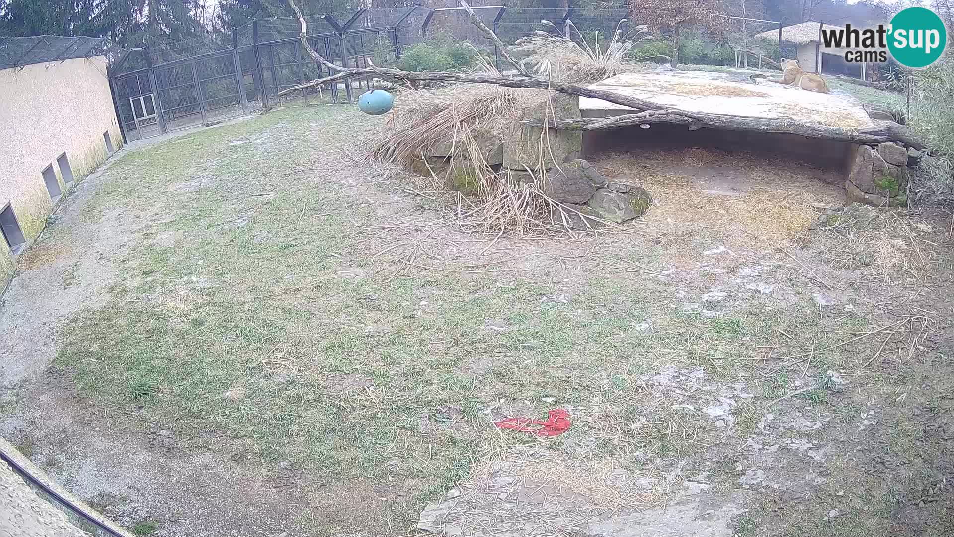 LION live Webcam in Ljubljana Zoo – Slovenia