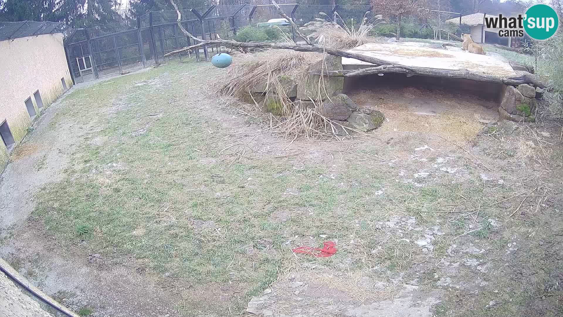 LEONE live Webcam nello zoo di Lubiana – Slovenia