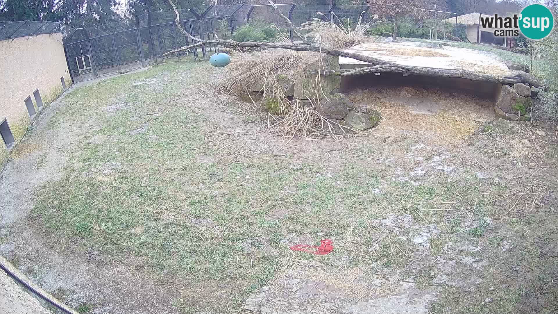 LEON Webcam en vivo en Ljubljana Zoo – Eslovenia