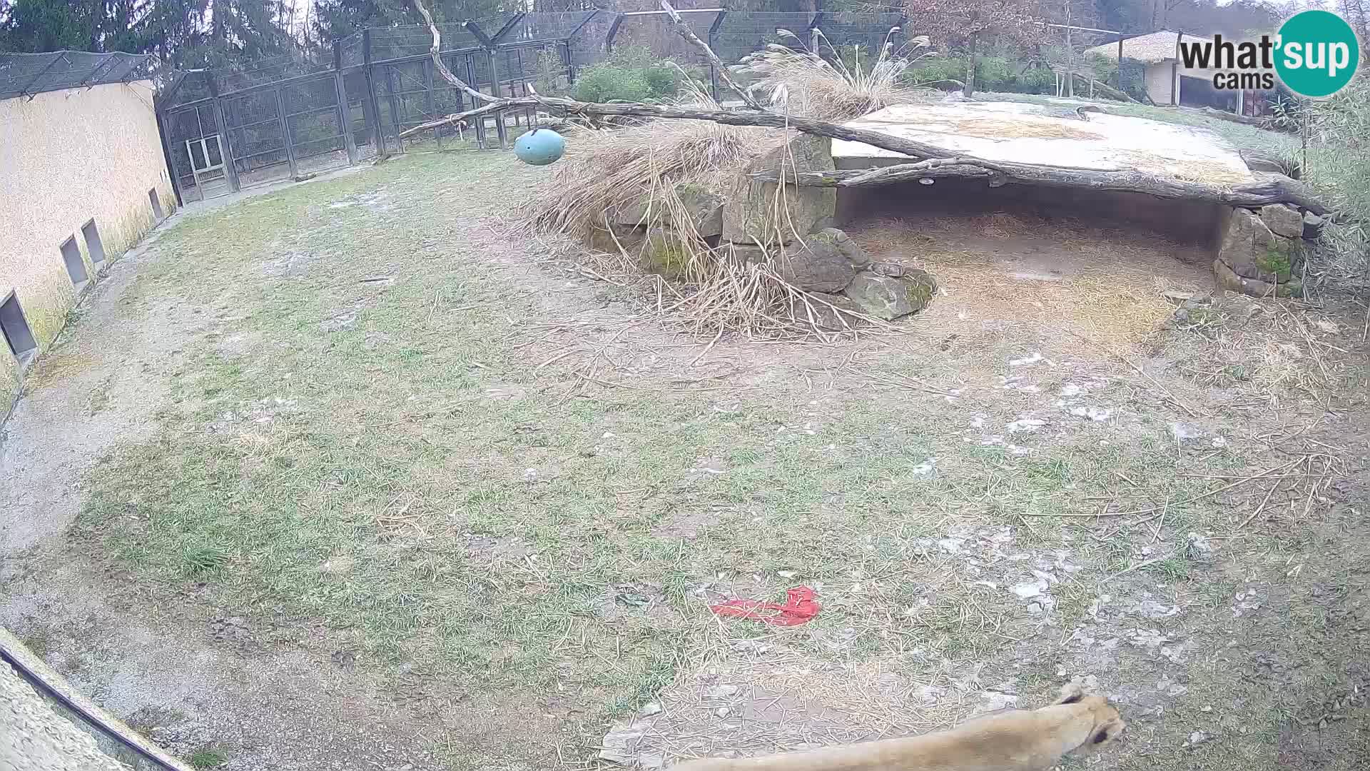 LEONE live Webcam nello zoo di Lubiana – Slovenia