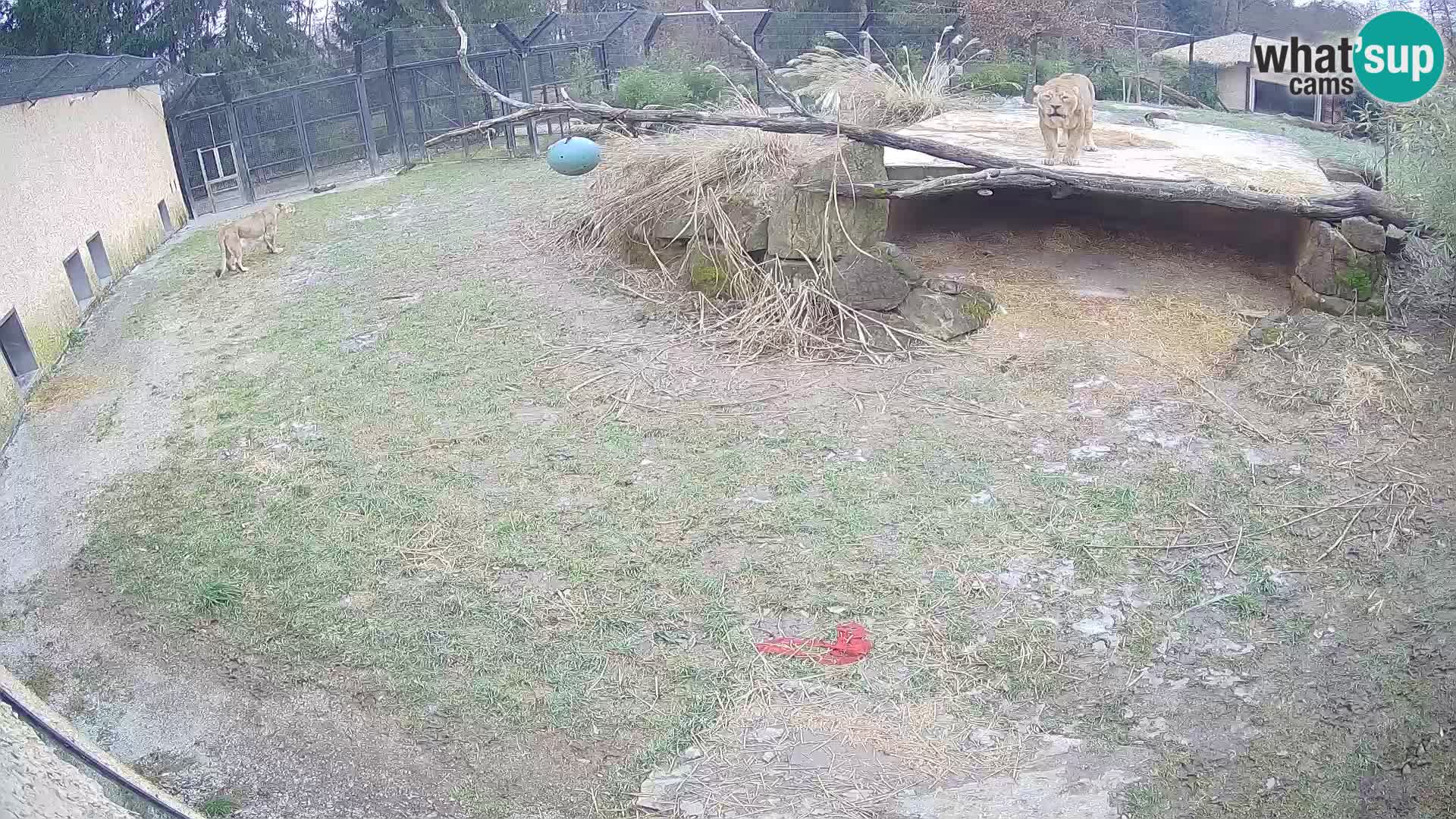 LEON Webcam en vivo en Ljubljana Zoo – Eslovenia