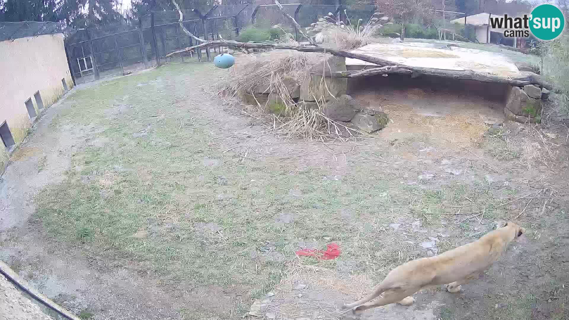 LEONE live Webcam nello zoo di Lubiana – Slovenia