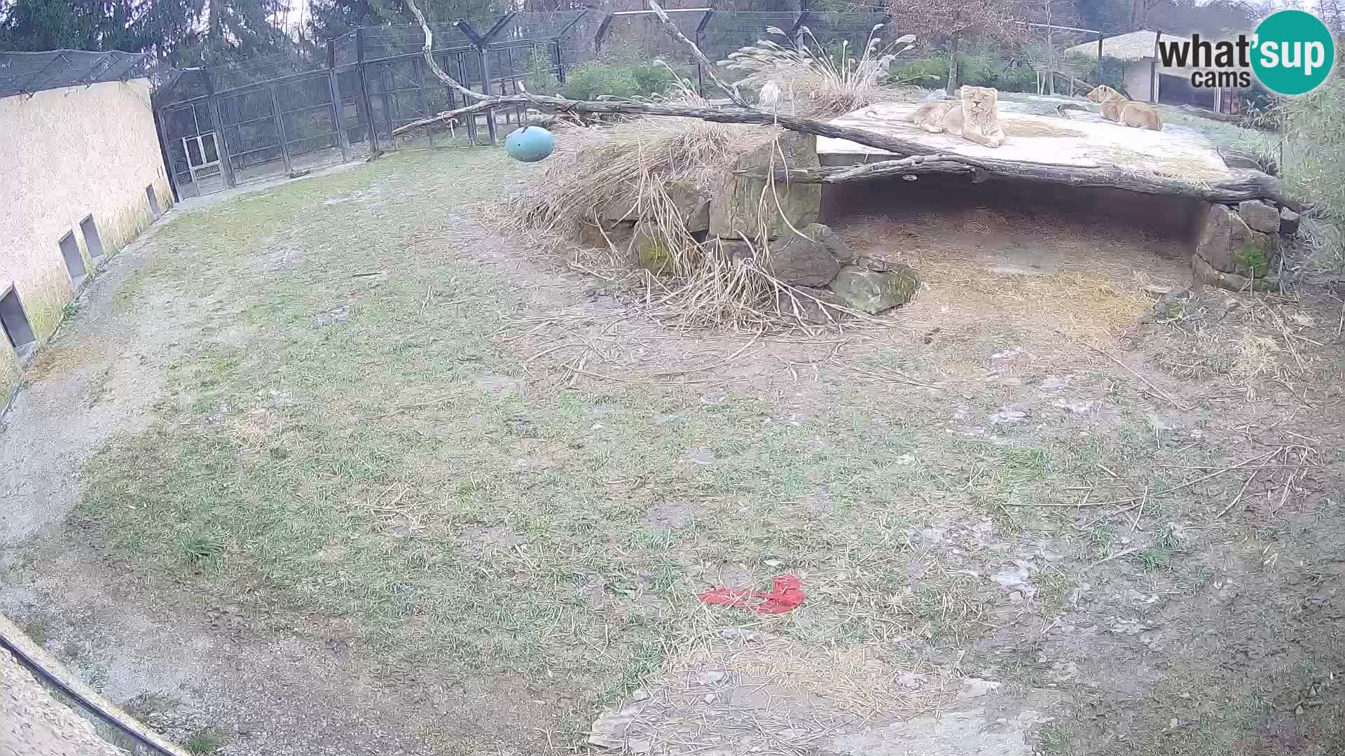 Löwe live Webcam im Zoo von Ljubljana – Slowenien