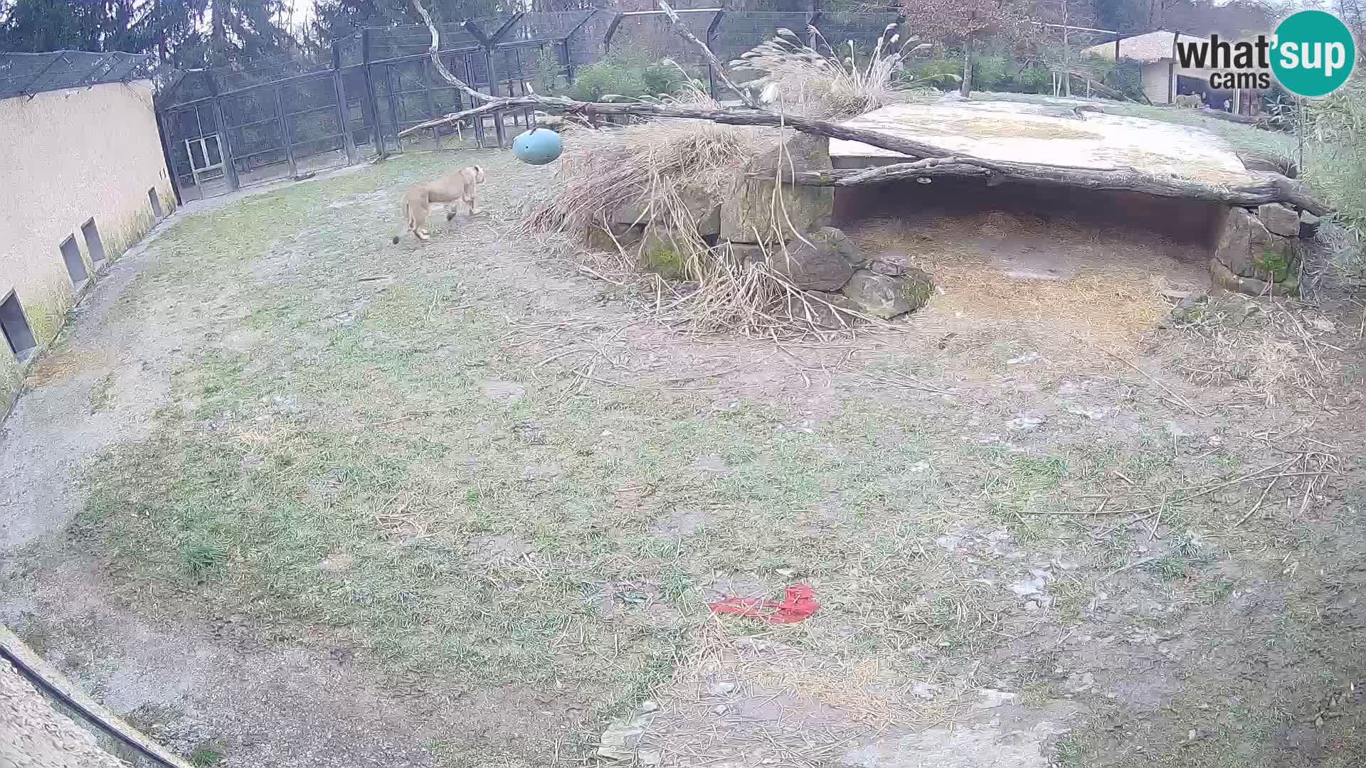 LION live Webcam in Ljubljana Zoo – Slovenia