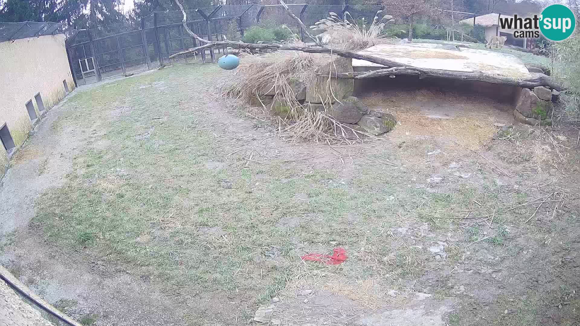 LION webcam en direct du zoo de Ljubljana – Slovénie