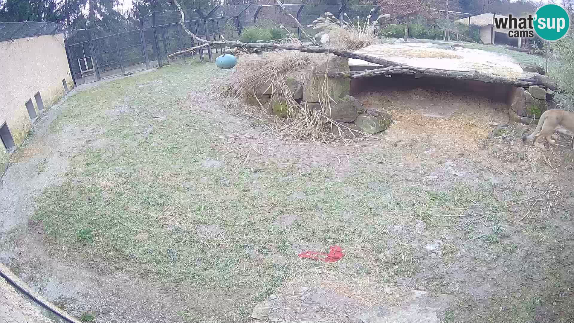 LION live Webcam in Ljubljana Zoo – Slovenia