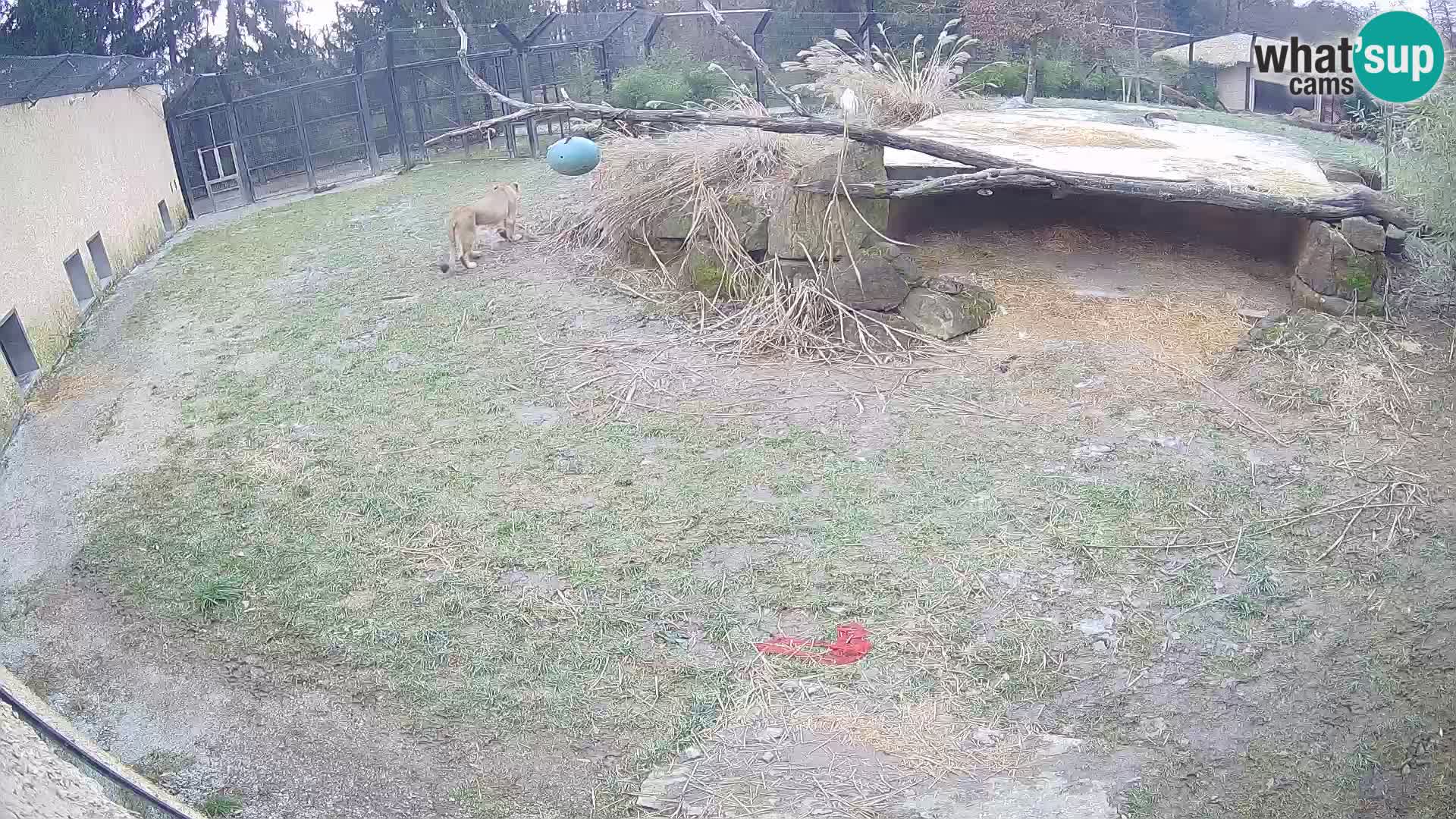 LION webcam en direct du zoo de Ljubljana – Slovénie