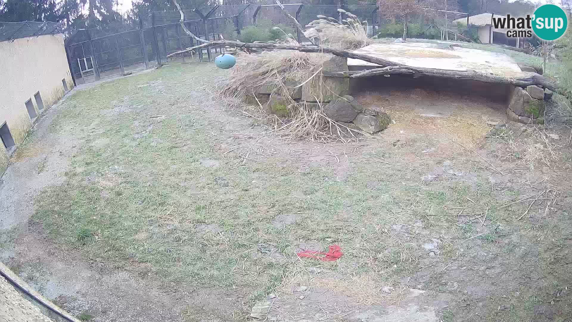 LION webcam en direct du zoo de Ljubljana – Slovénie