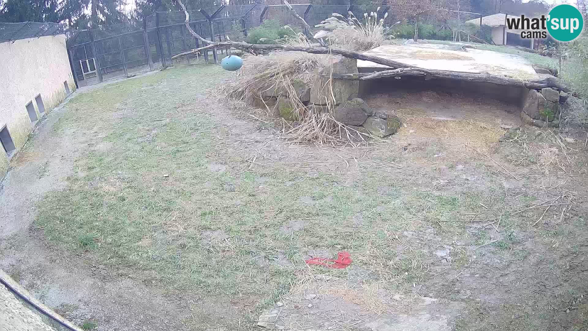 LEONE live Webcam nello zoo di Lubiana – Slovenia