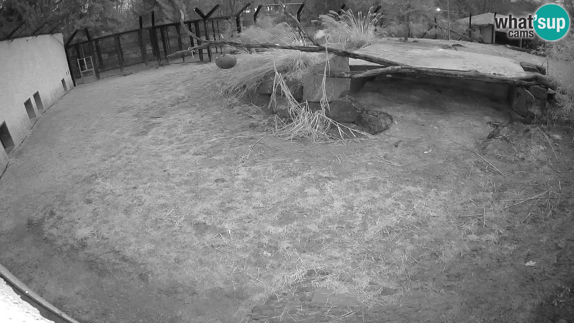 LION webcam en direct du zoo de Ljubljana – Slovénie